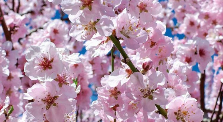 cherry tree in flower